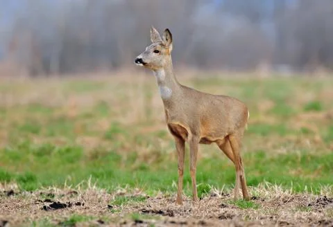Roe deer Stock Photos