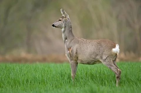 Roe deer Stock Photos