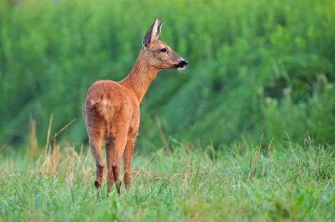 Roe deer Stock Photos