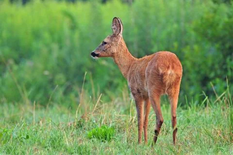 Roe deer Stock Photos