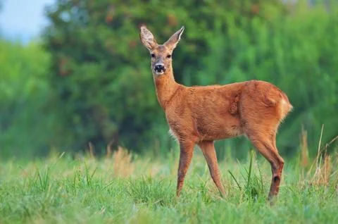 Roe deer Foto stock