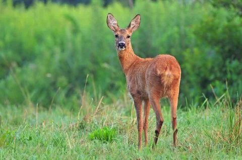 Roe deer Stock Photos