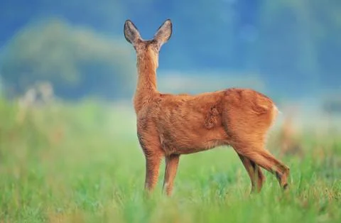 Roe deer Stock Photos