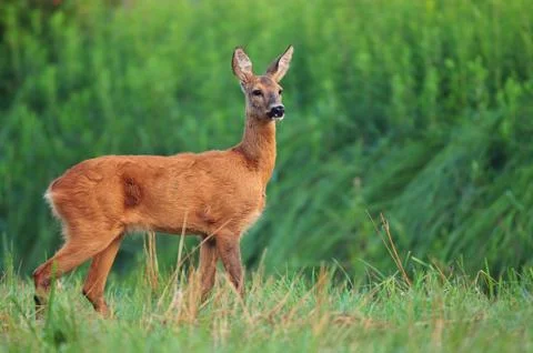 Roe deer Stock Photos