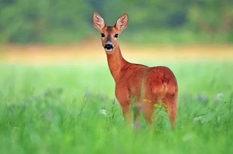 Roe deer Foto stock