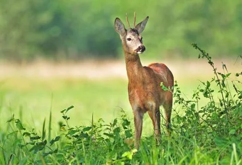 Roe deer Foto stock