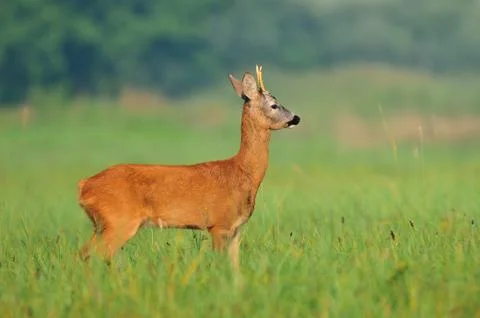 Roe deer Stock Photos