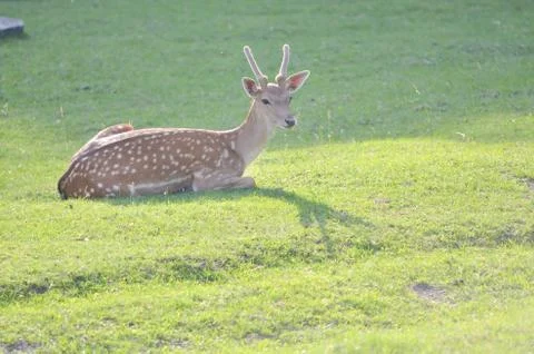 Roe deer Stock Photos