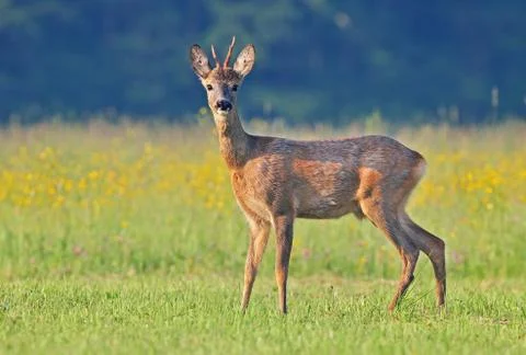 Roe deer Stock Photos