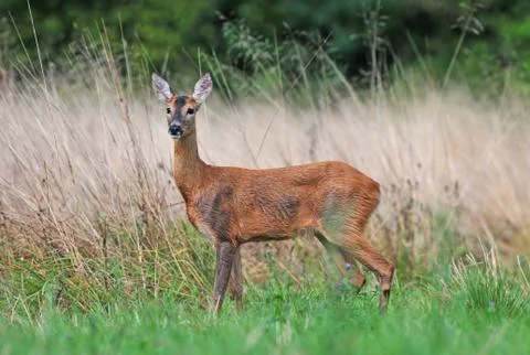 Roe deer Foto stock