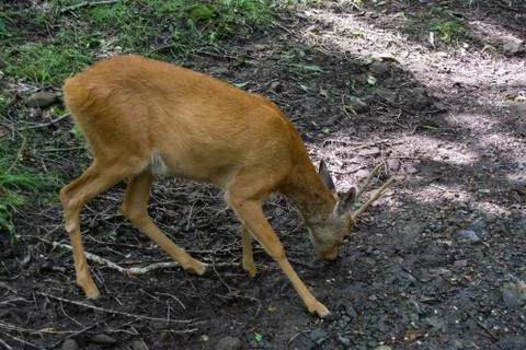 Roe deer Stock Photos