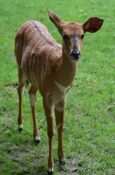 Roe deer  Stock Photos