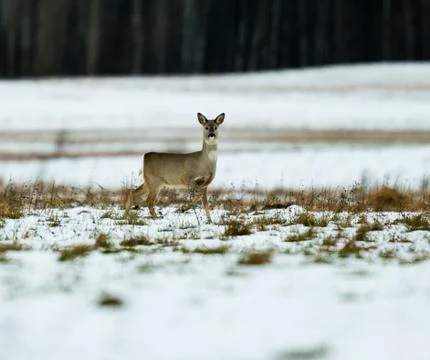 Roe, deer Stock Photos