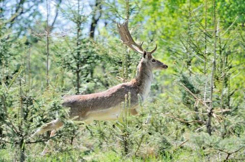 Roe deer Stock-Fotos