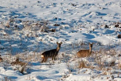 Roe deer Stock Photos