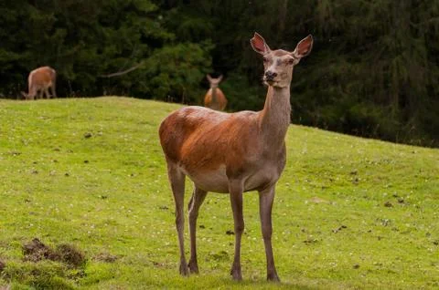 Roe Deer Stockfoto's