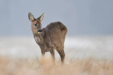 Roe deer Stock Photos