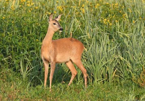 Roe deer Foto stock