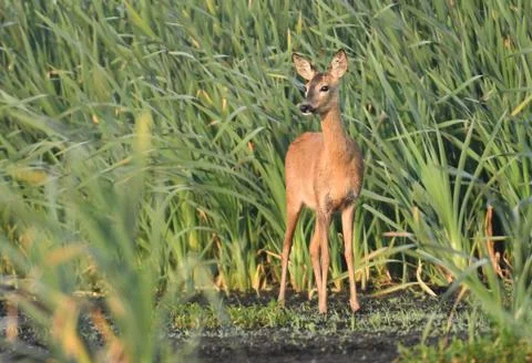 Roe deer Stock Photos