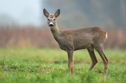 Roe deer Stock Photos
