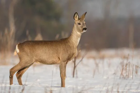 Roe deer Stock Photos