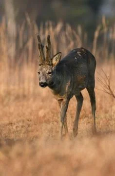 Roe deer Stock Photos