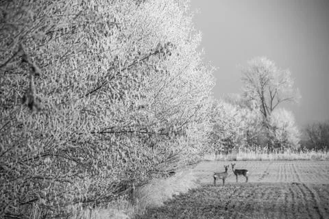 Roe deer Stock Photos
