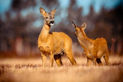 Roe Deer Stock Photos