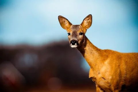Roe Deer Stock Photos