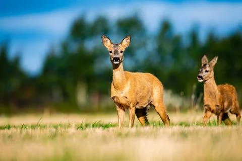 Roe Deer Stock Photos