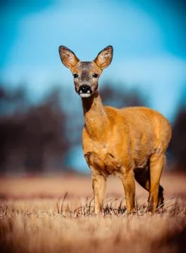 Roe Deer Stock Photos