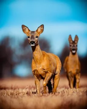 Roe Deer Stock Photos