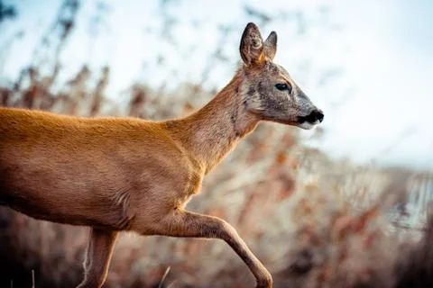 Roe Deer Stockfoto's