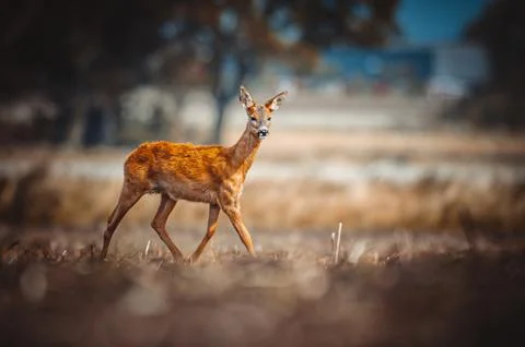 Roe Deer Stock Photos