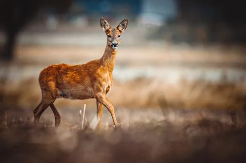 Roe Deer Stock Photos