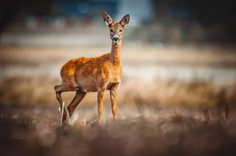  Roe Deer Stockfoto's