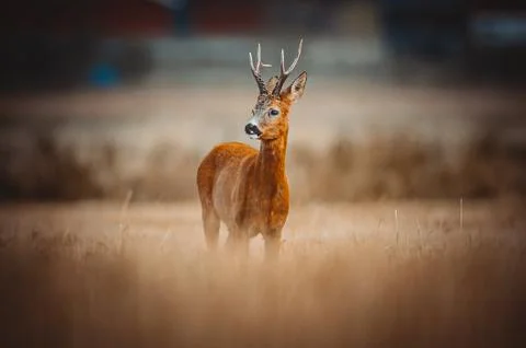 Roe Deer Stock Photos