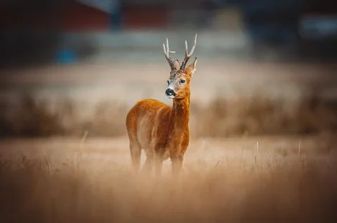 Roe Deer Stock Photos