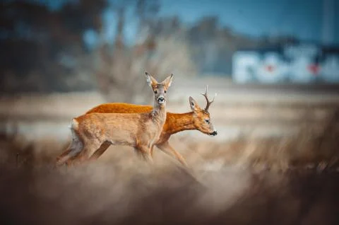 Roe Deer Stock Photos