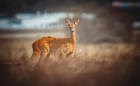 Roe Deer Stock Photos