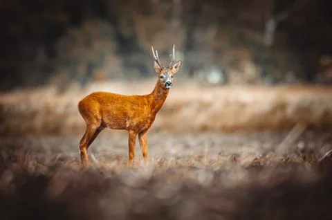 Roe Deer Stock Photos