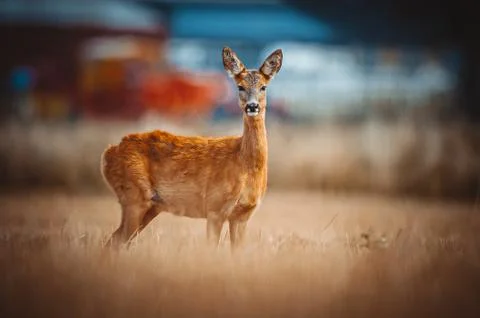Roe Deer Stock Photos
