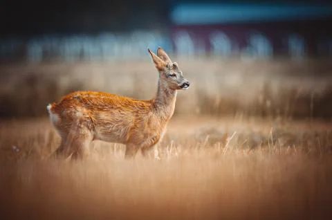 Roe Deer Stock Photos