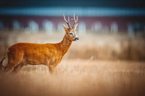 Roe Deer Stock Photos
