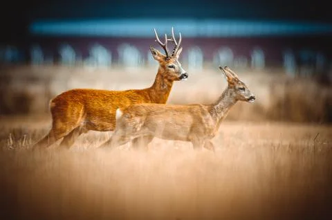 Roe Deer Stock Photos