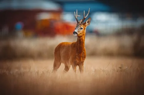 Roe Deer Stock Photos