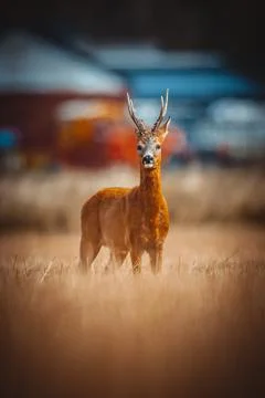 Roe Deer Stock Photos