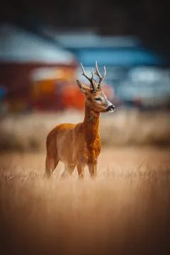 Roe Deer Stock Photos