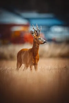 Roe Deer Stock Photos