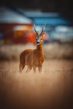 Roe Deer Stock Photos